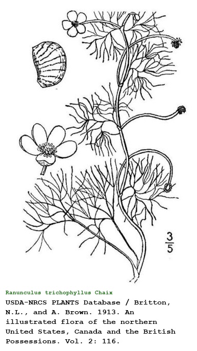 Ranunculus trichophyllus Chaix